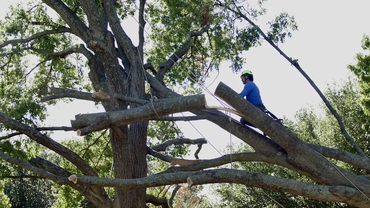 Professional Hazardous Tree Removal performed by certified arborists in Wakarusa